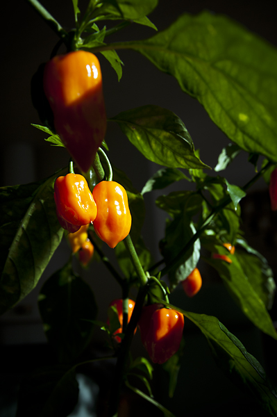 Haba9 600px.jpg - Habanero